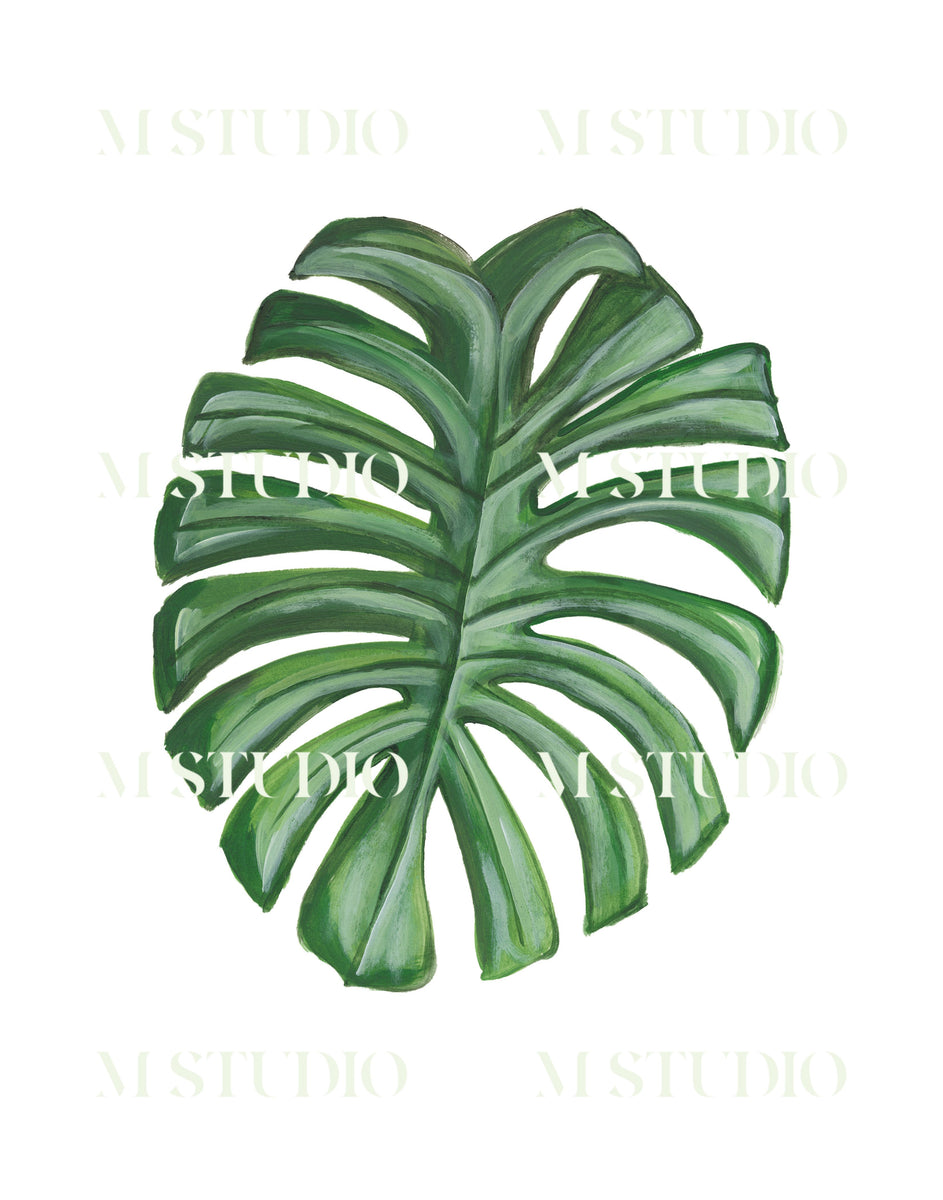 Monstera – M STUDIO