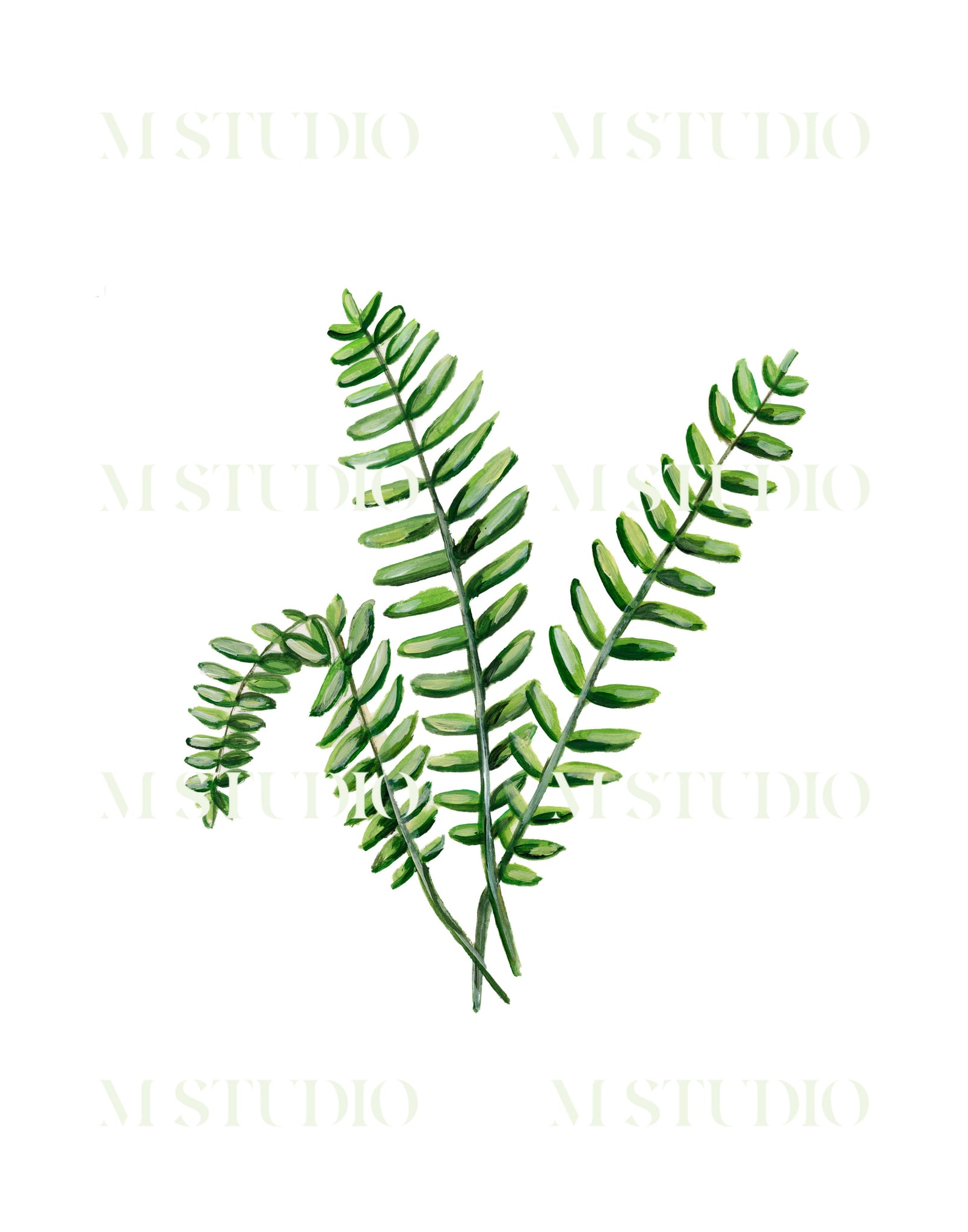 Royal Fern