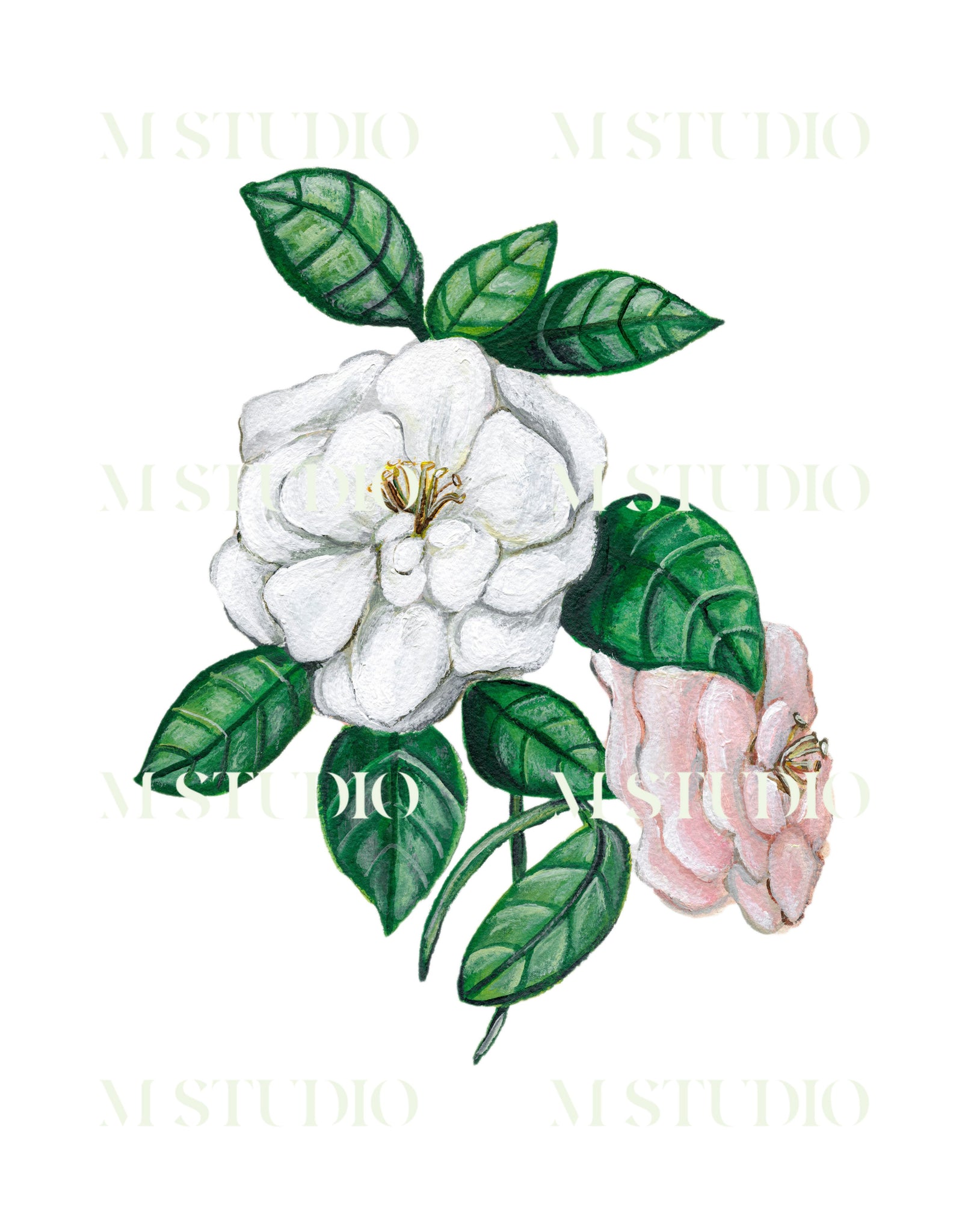 Camellias