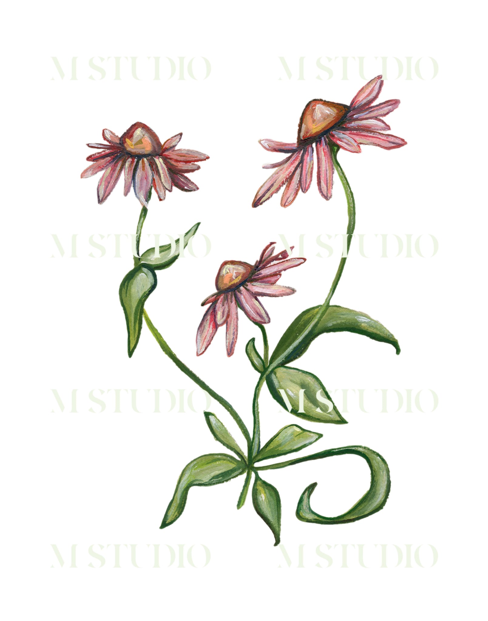 Coneflower