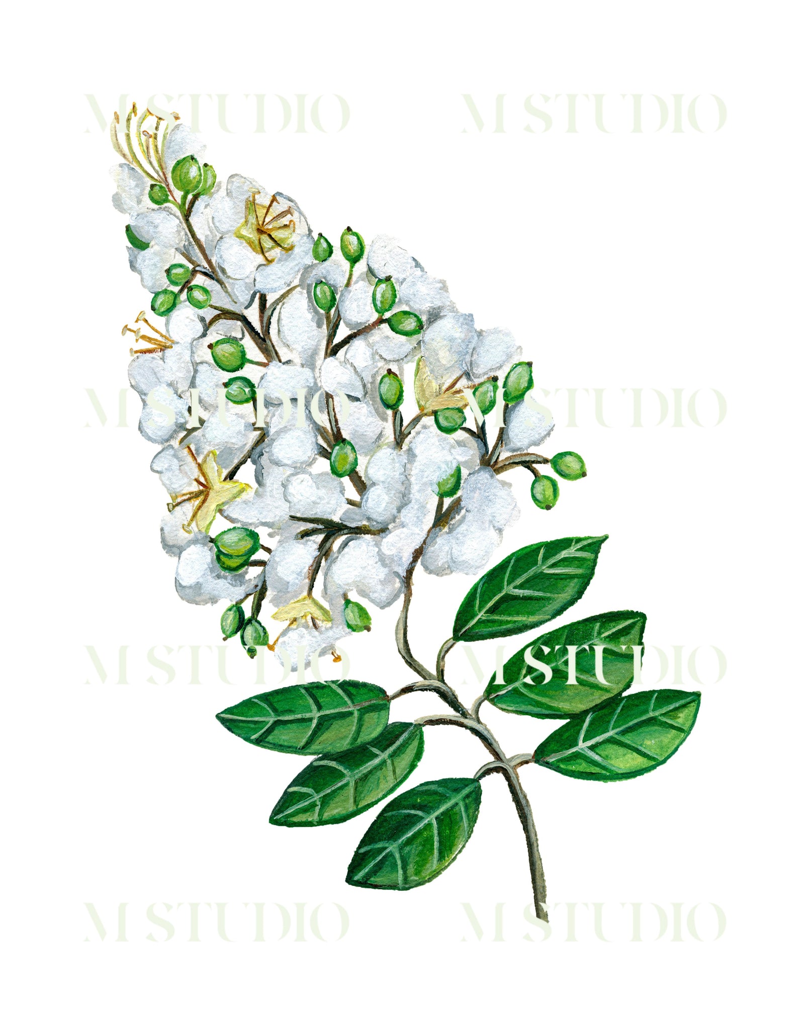 Crepe Myrtle