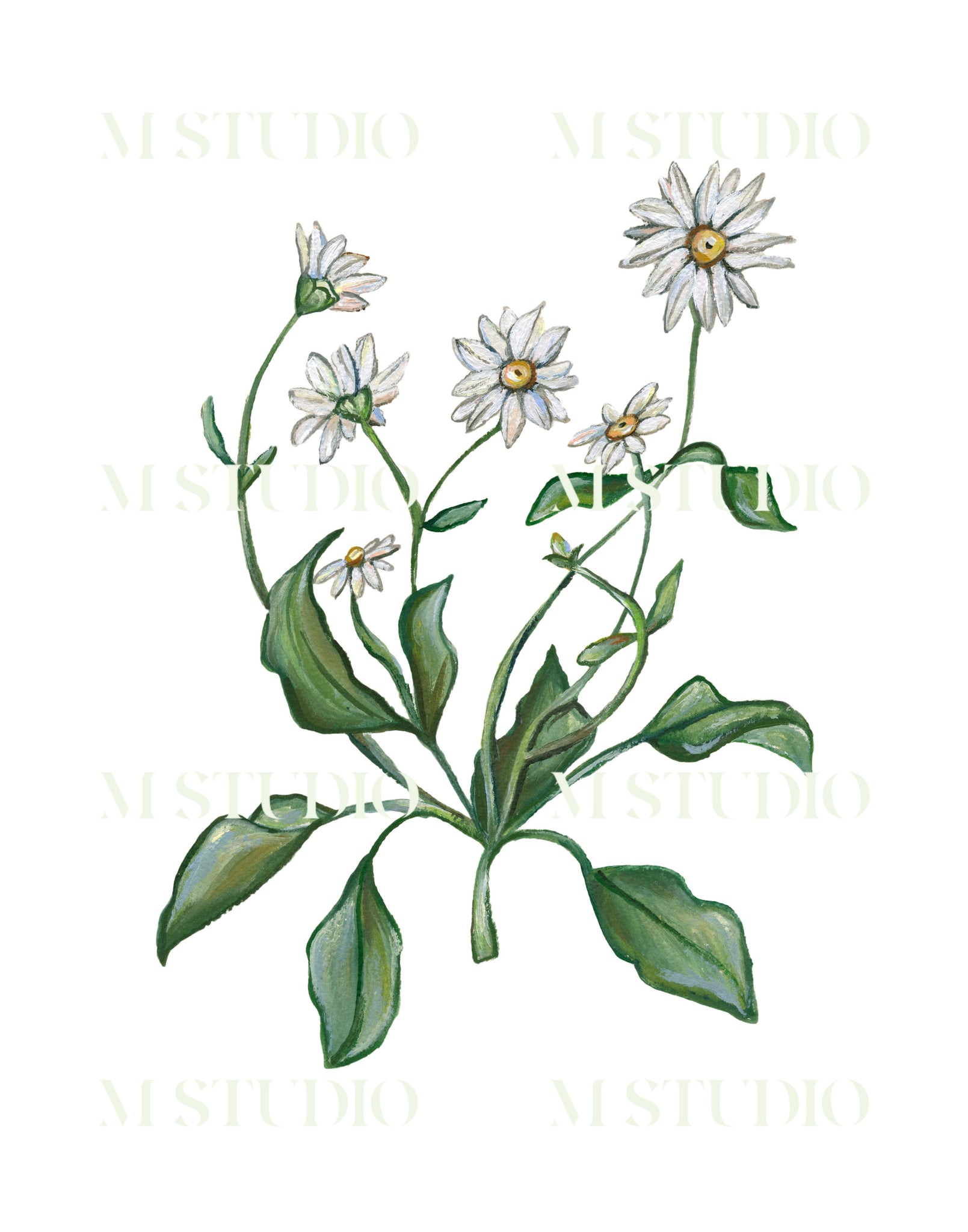 Daisies
