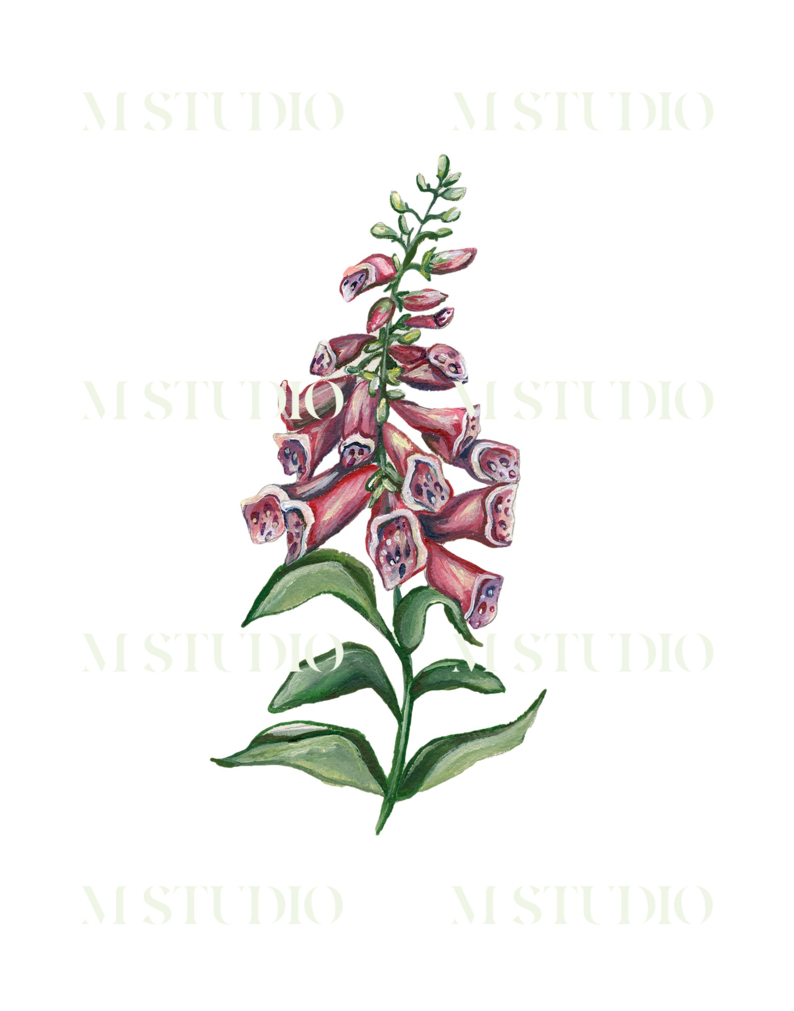 Foxglove