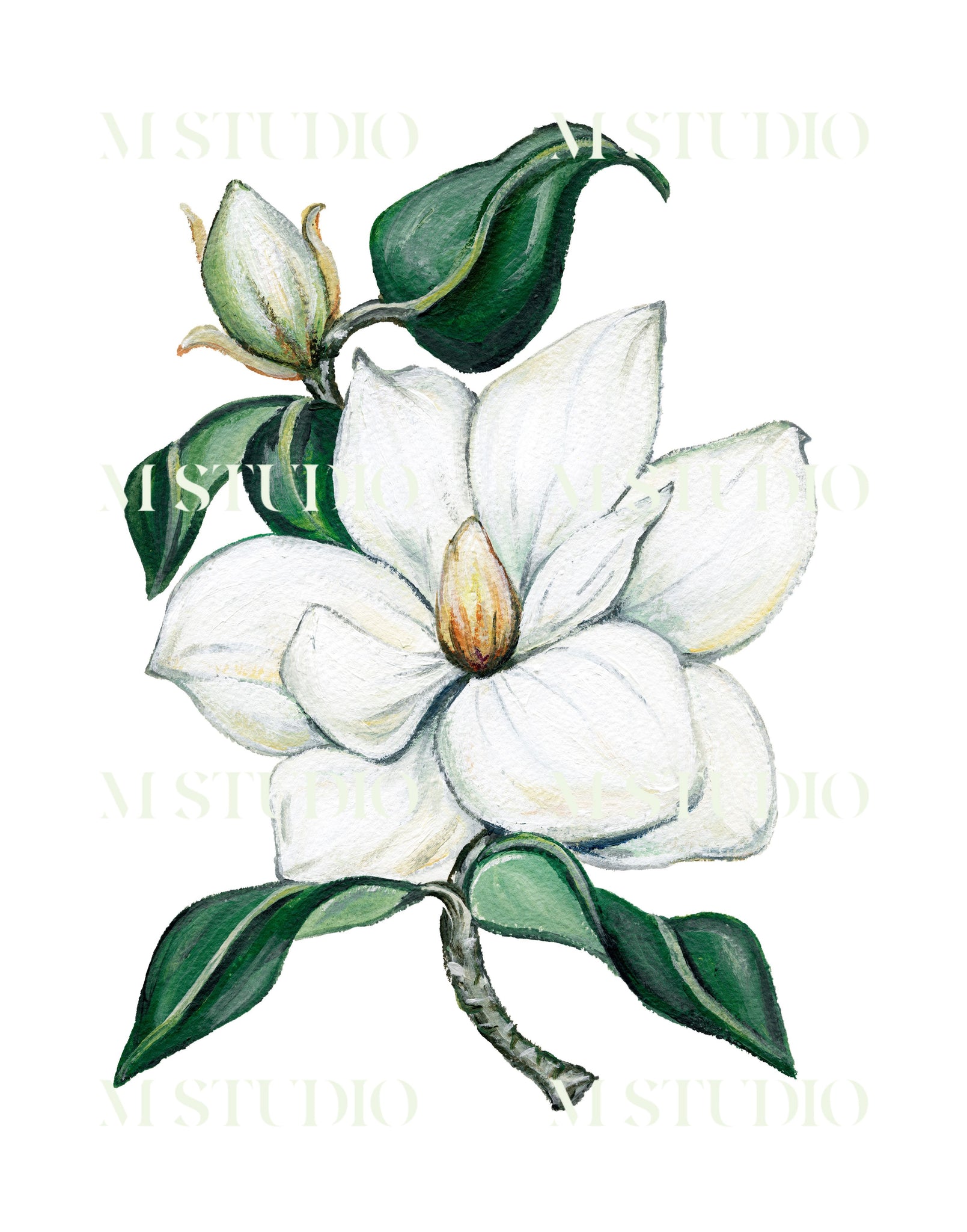 Magnolia I