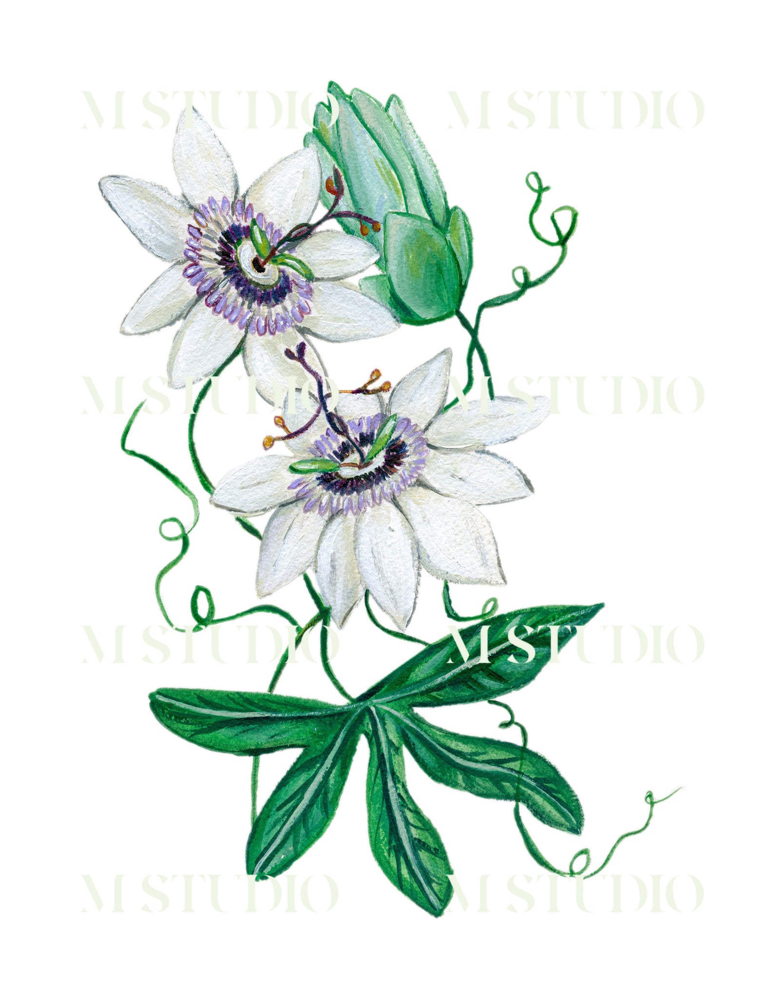 Passion Flower