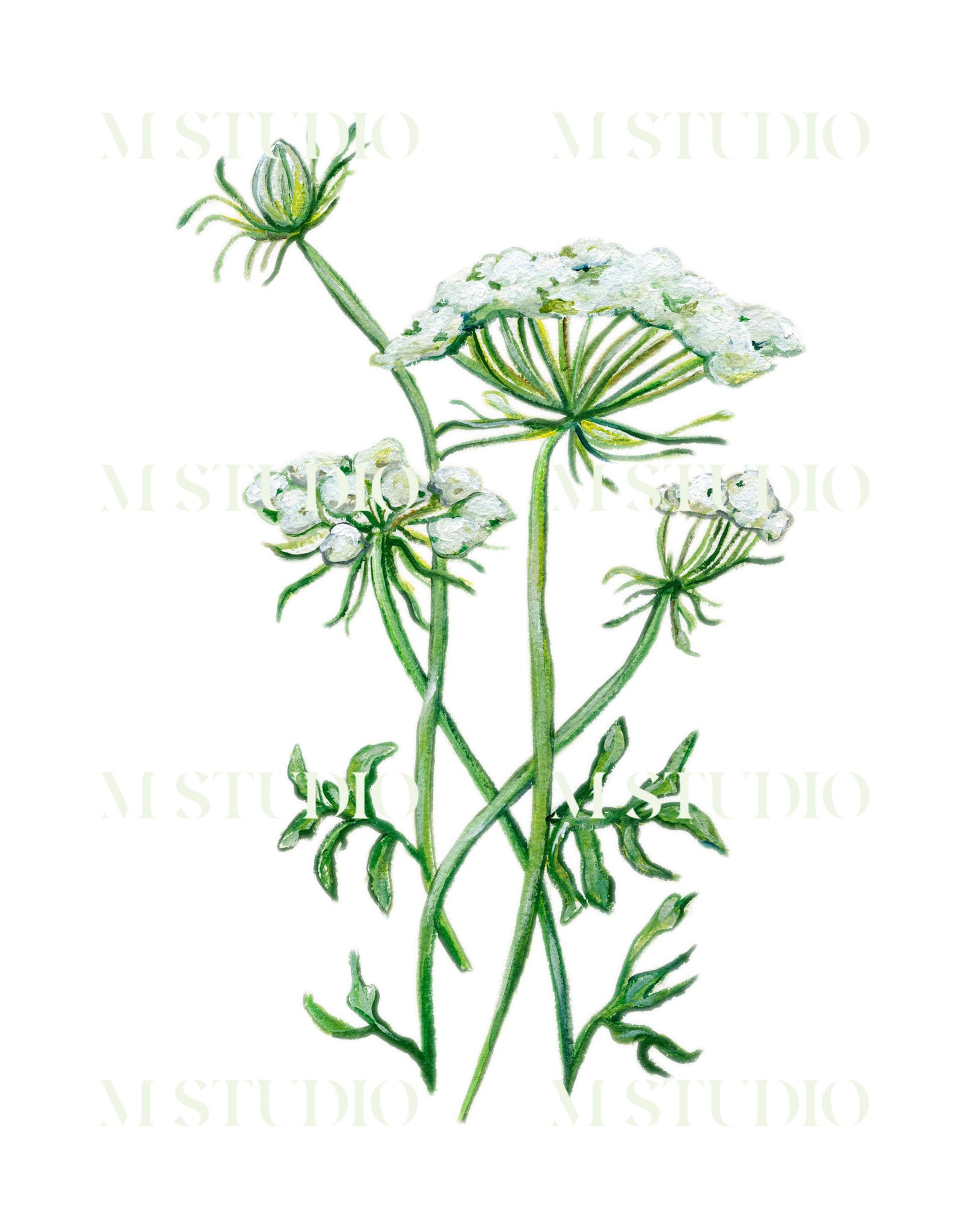 Queen Anne's Lace