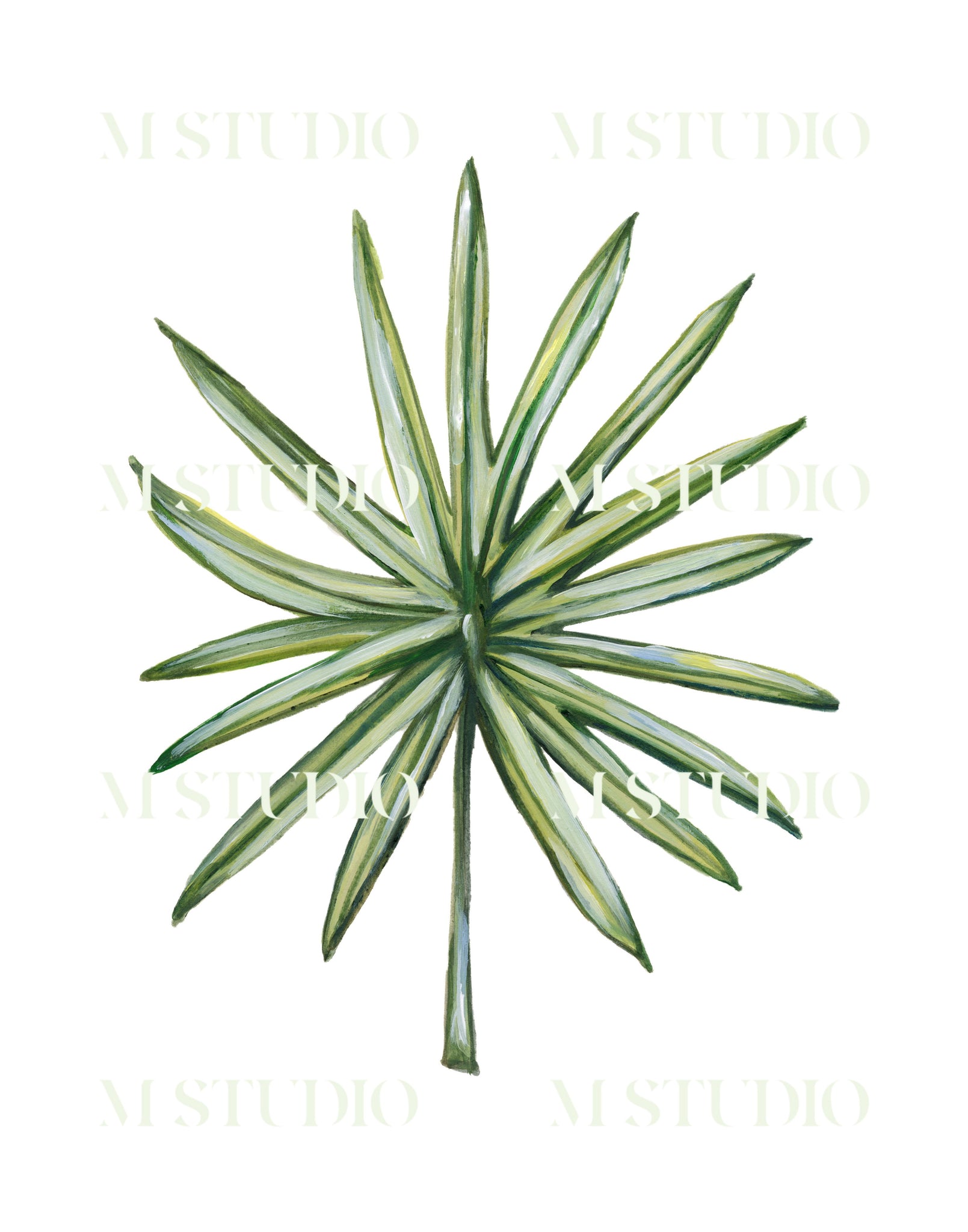 Fan Palm