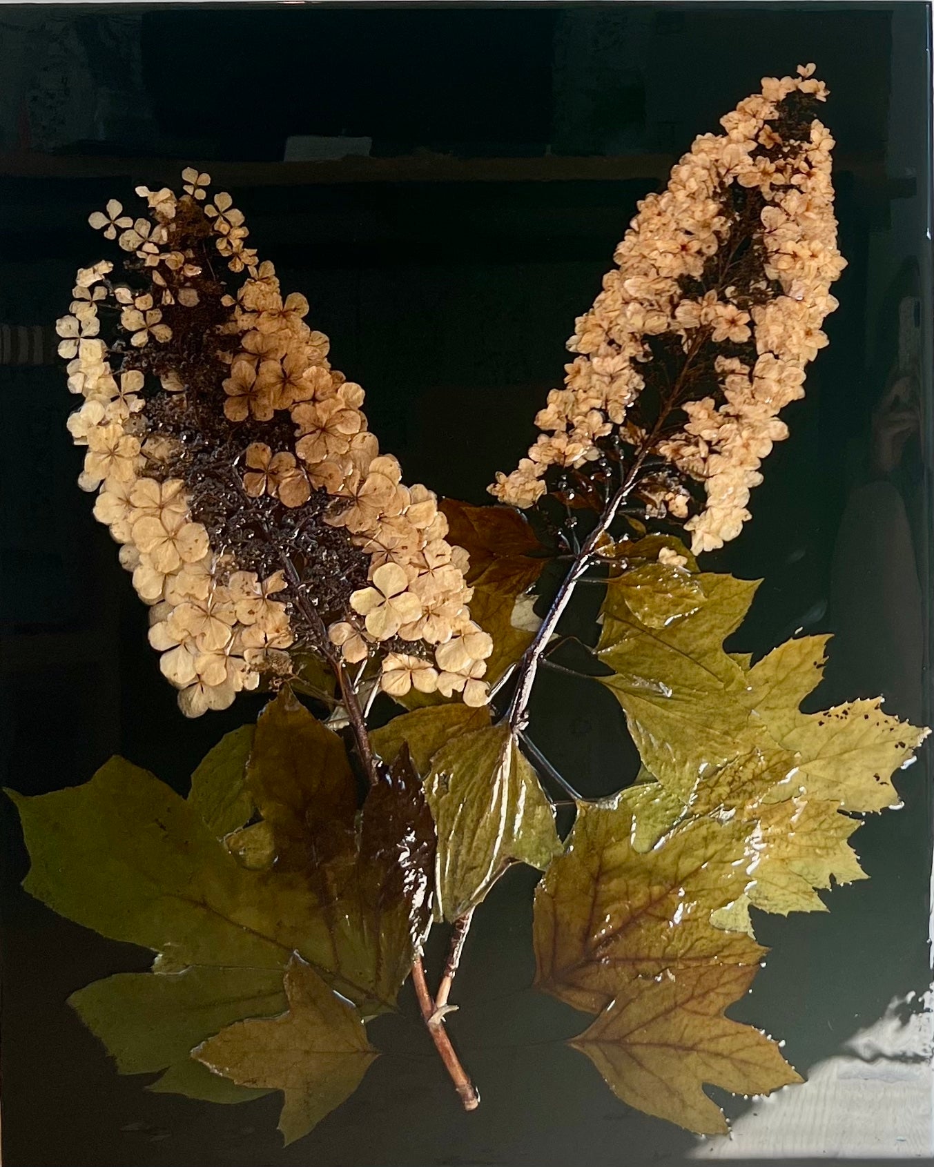 Branch of Oakleaf Hydrangeas I