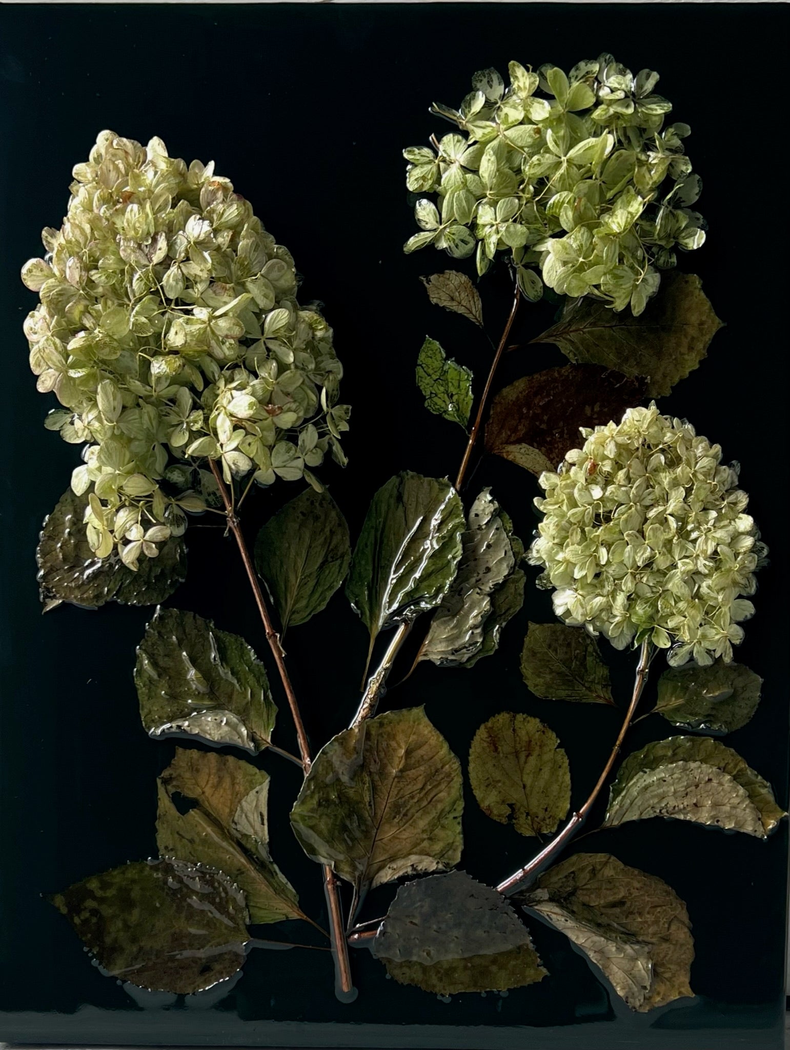 Green Limelight Hydrangea I