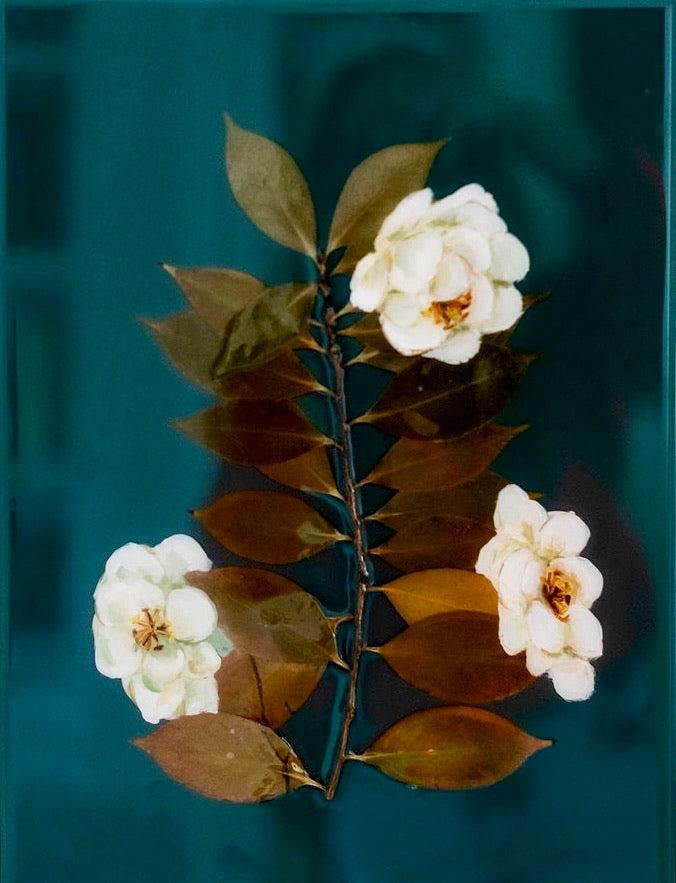 White Dove Camellias