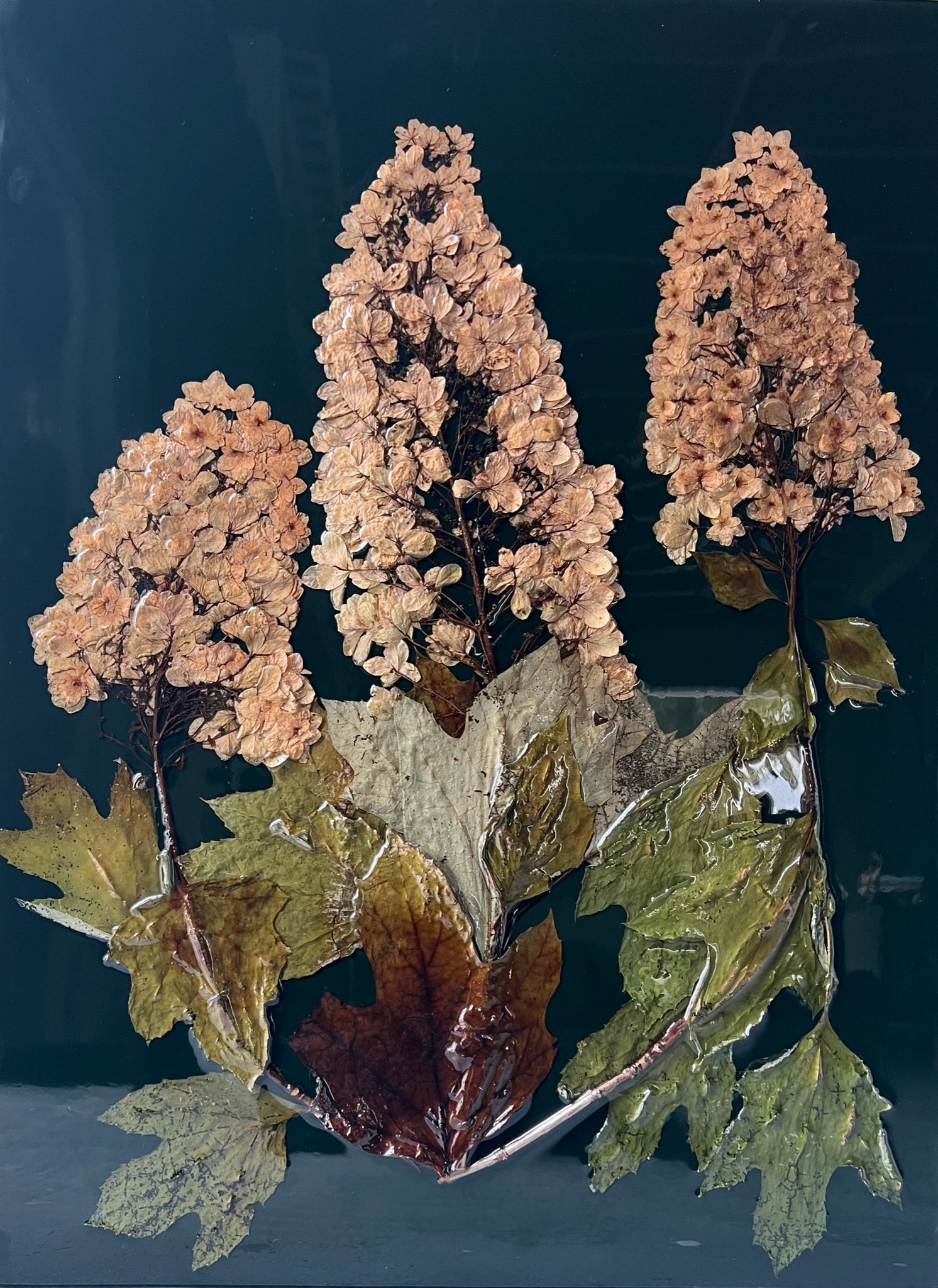 Oakleaf Hydrangea I