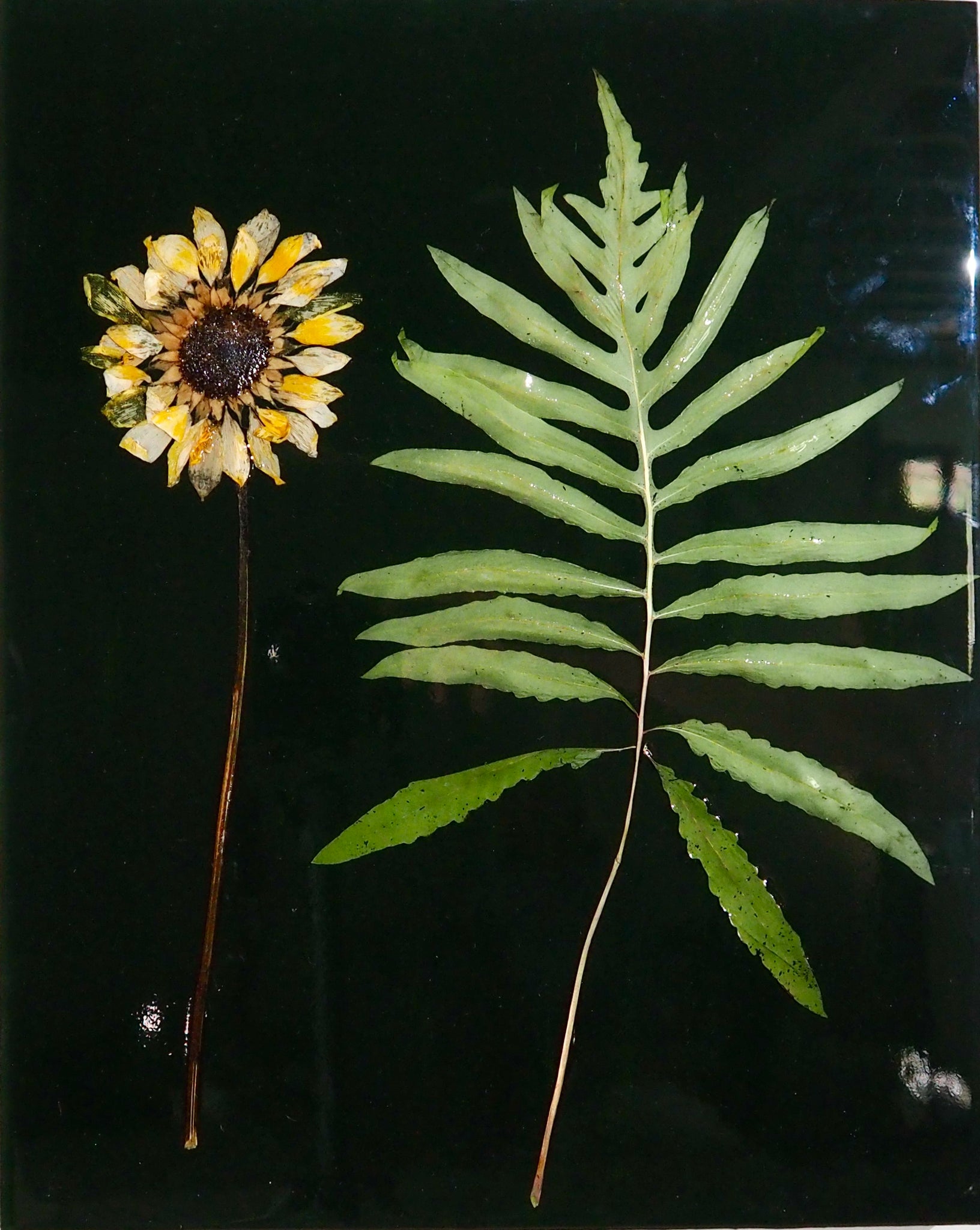 Sunflower and Fern