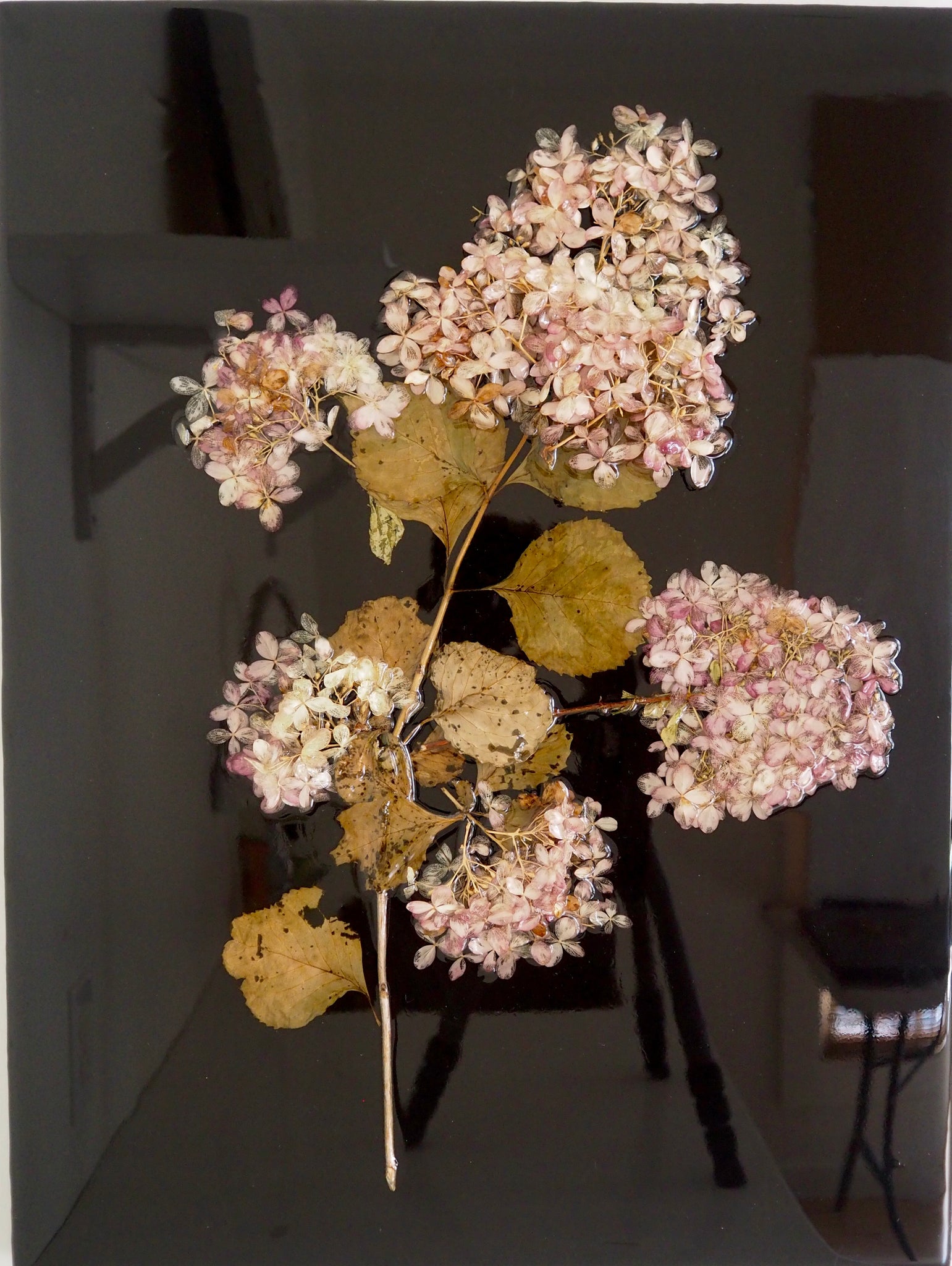 Pink Hydrangea No. 2