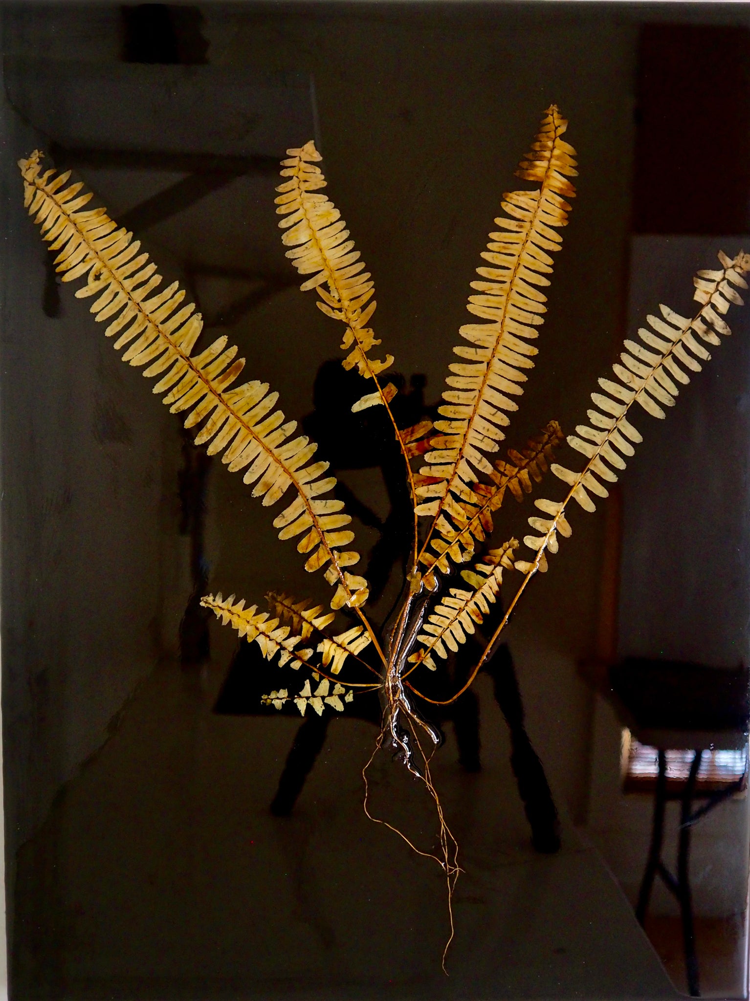 Fern No. 1