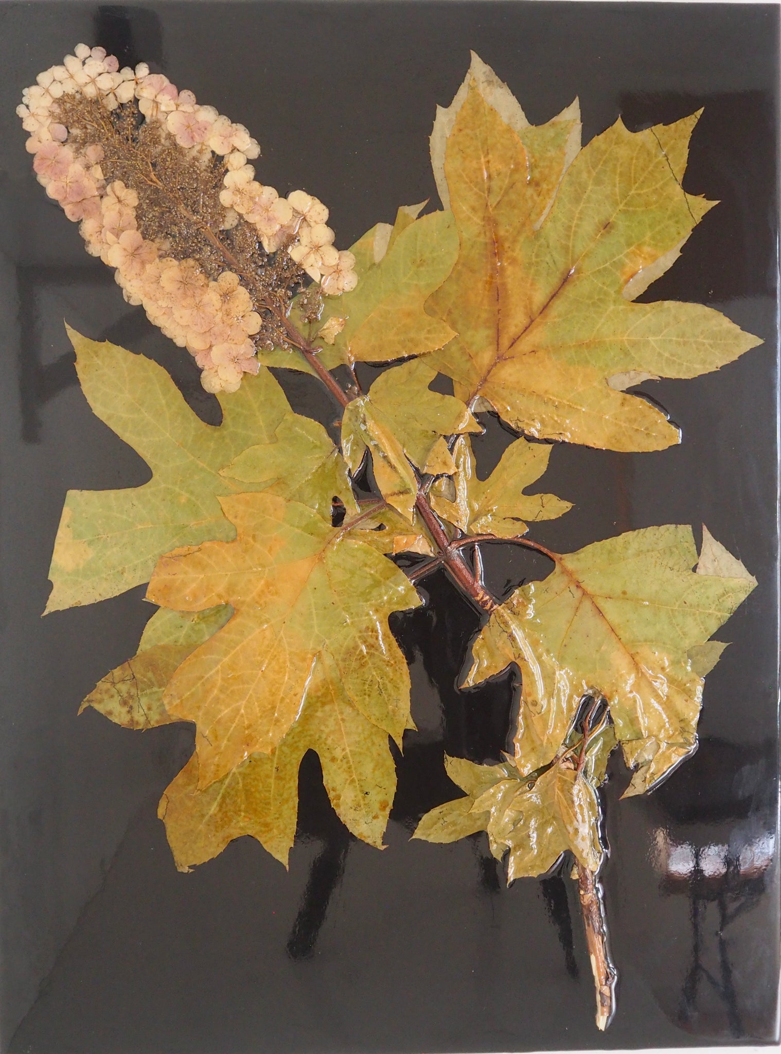 Oak Leaf Hydrangea