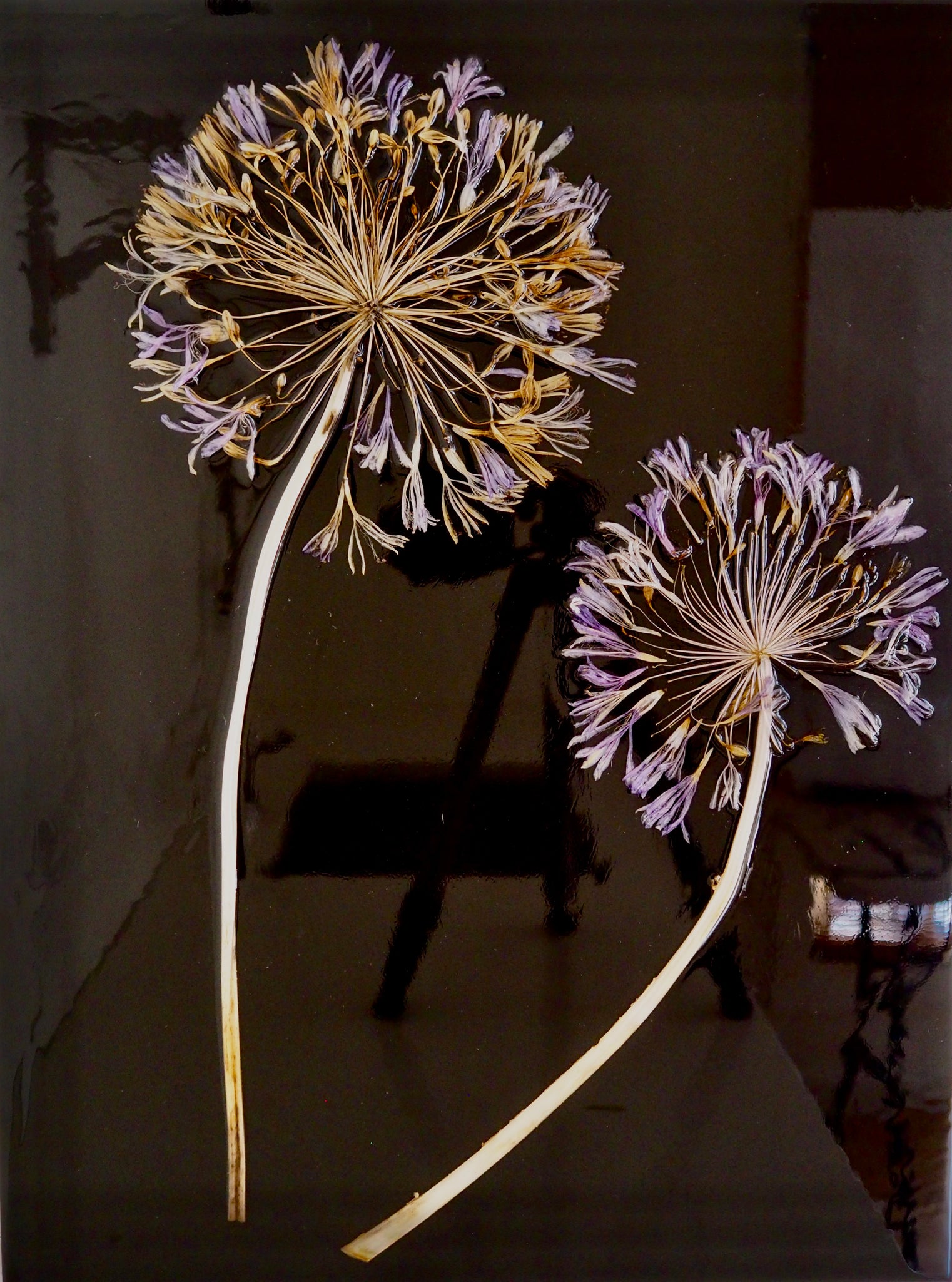 Agapanthus No. 1
