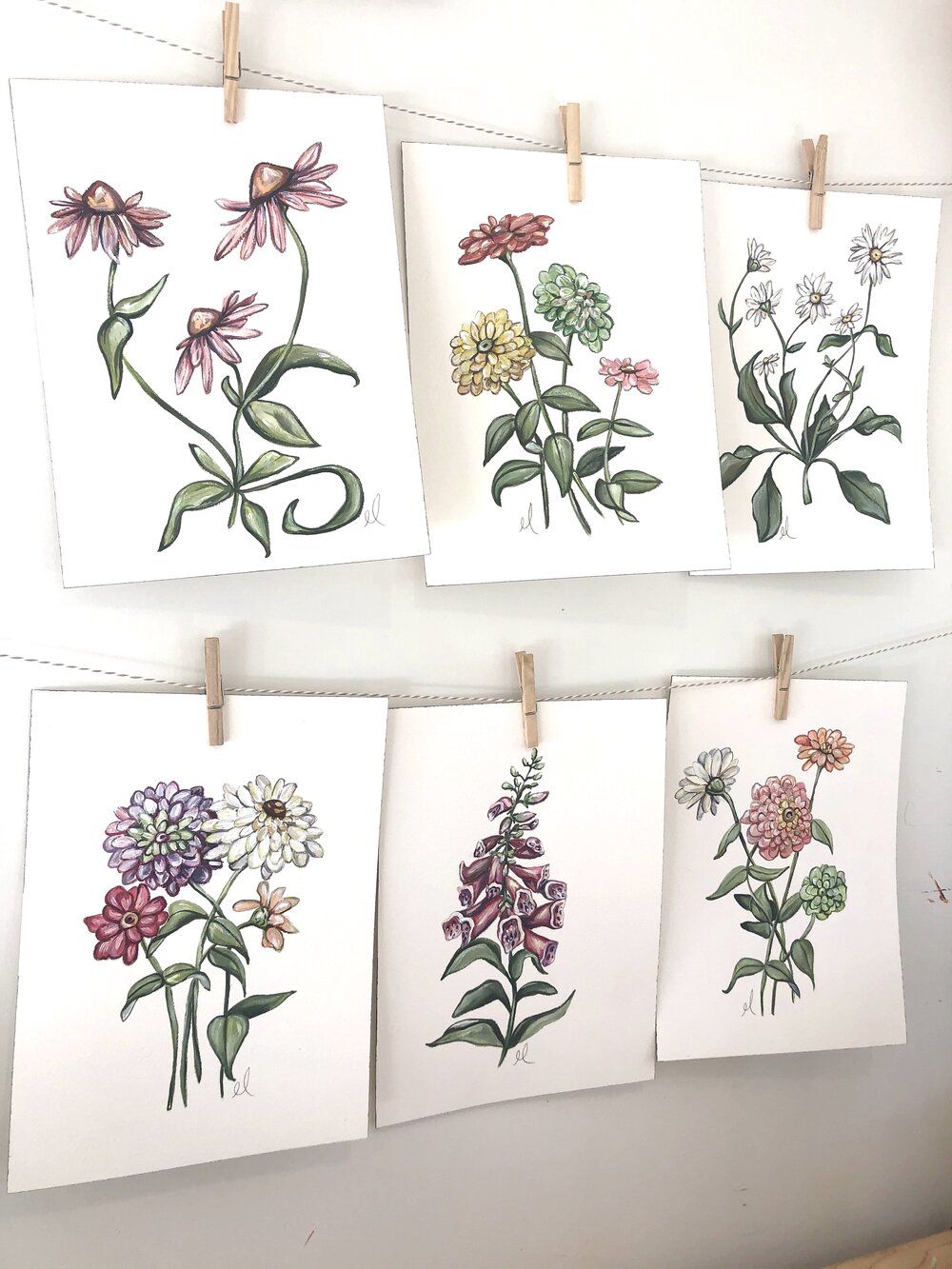 Zinnias