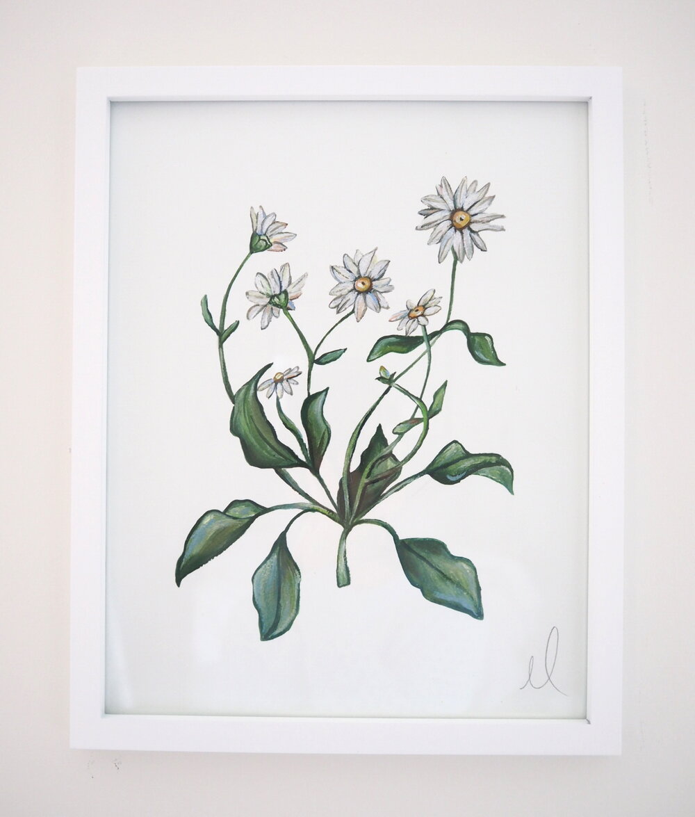 Daisies