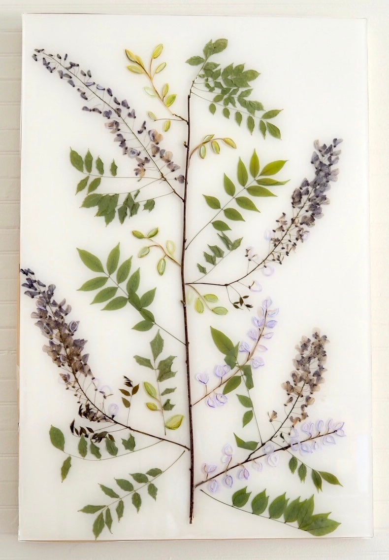 Wisteria Study II