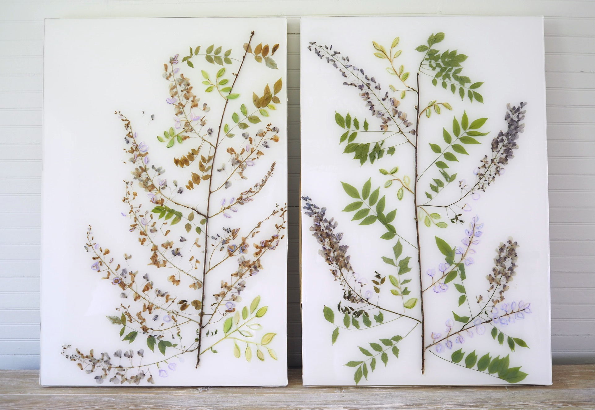 Wisteria Study I