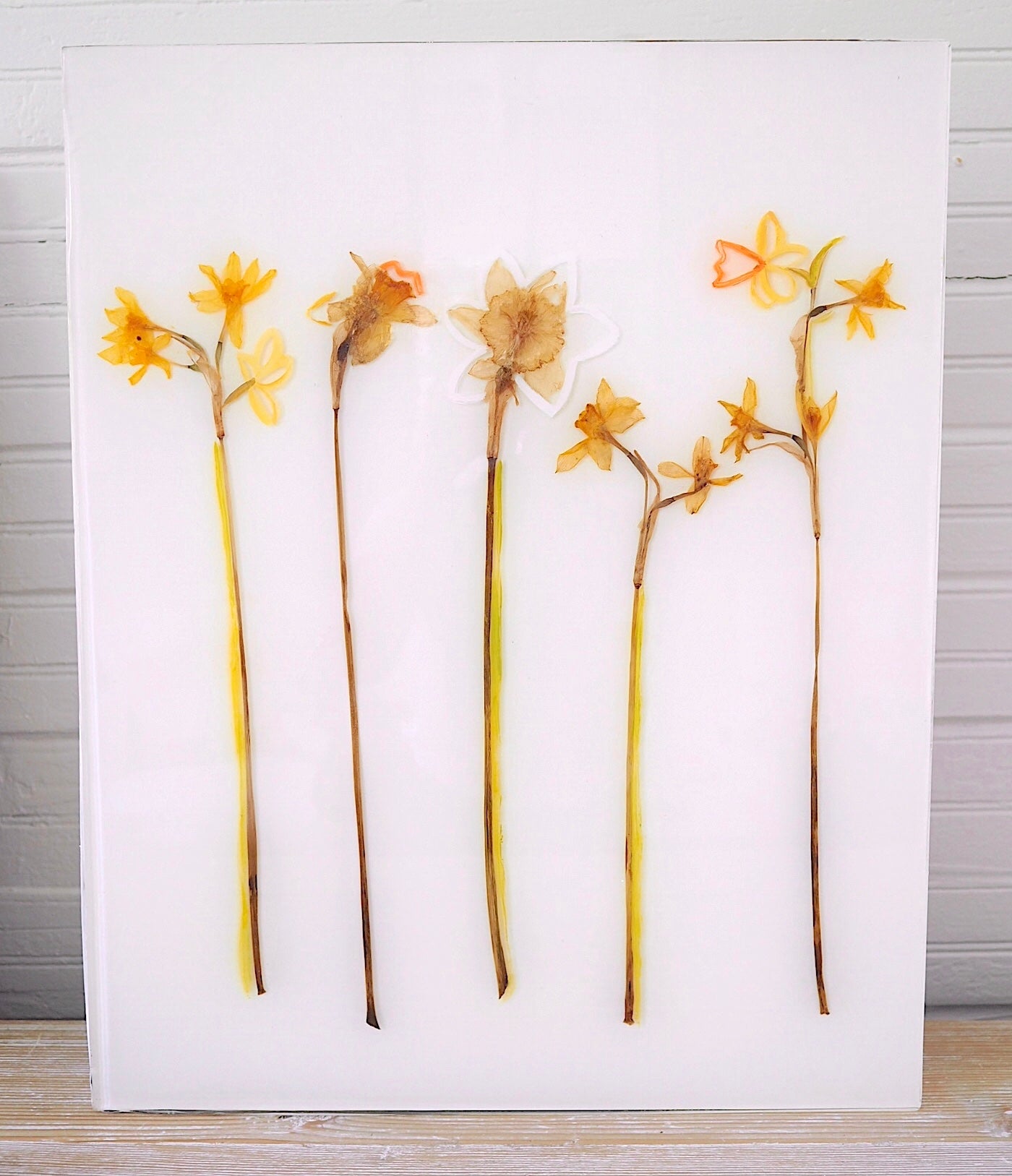 Daffodil Study II