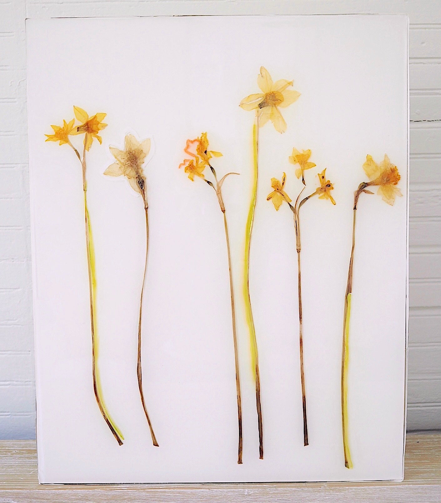 Daffodil Study I