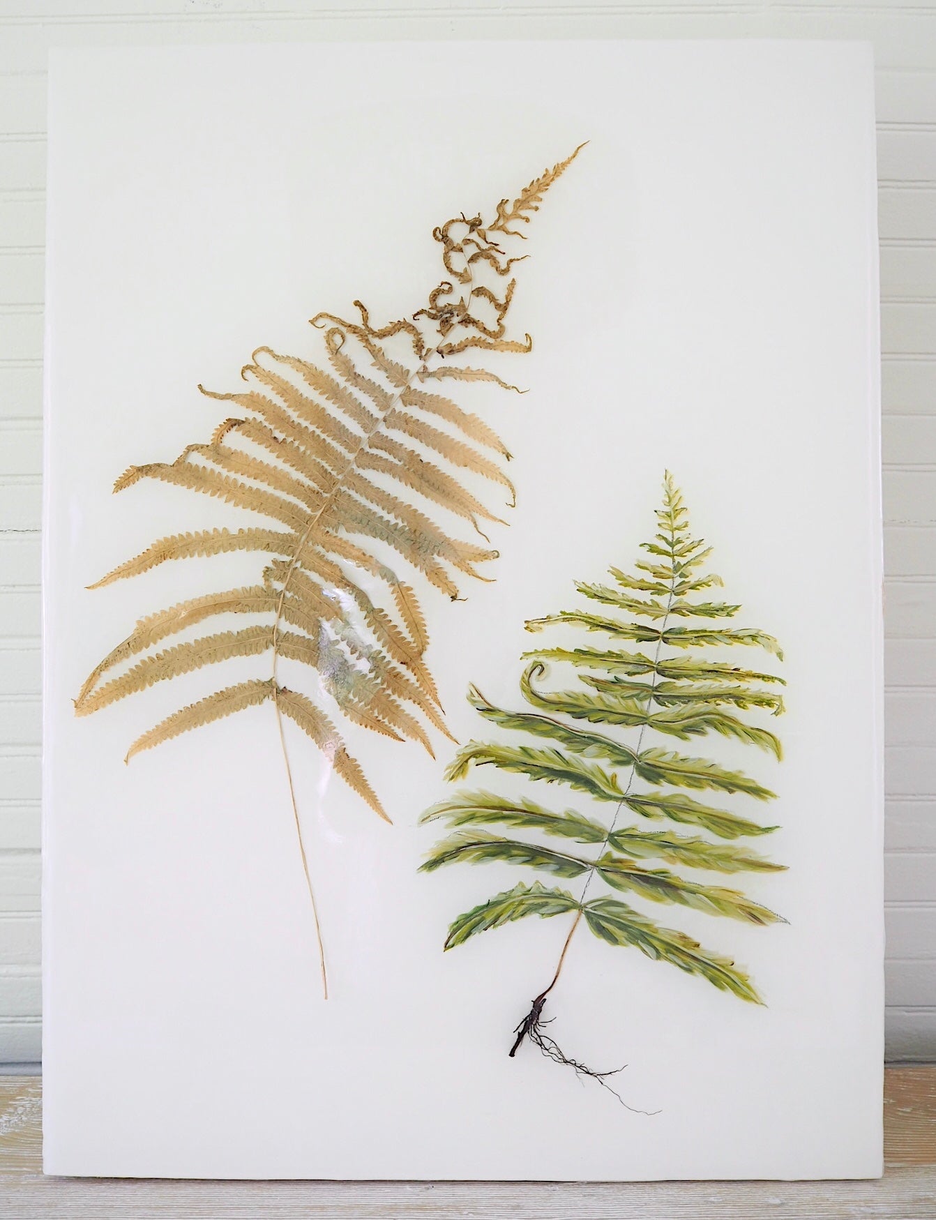 Fern Study I