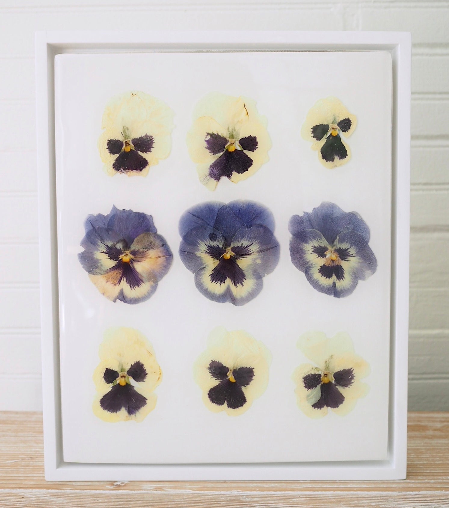 Pansy Study II