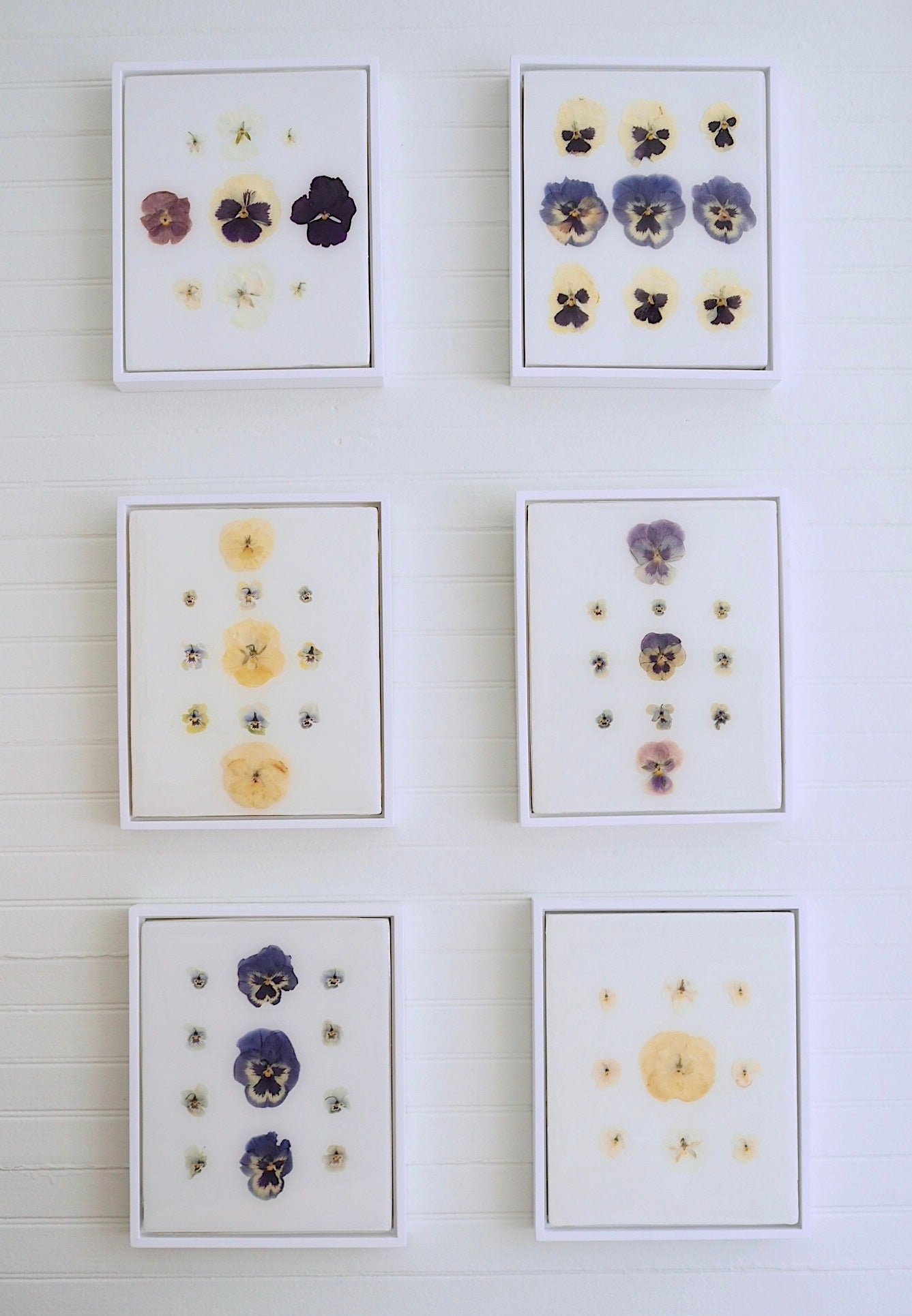 Pansy Study V
