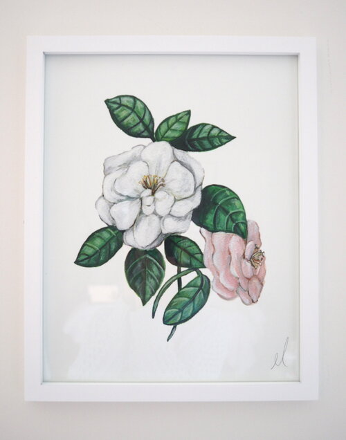 Camellias