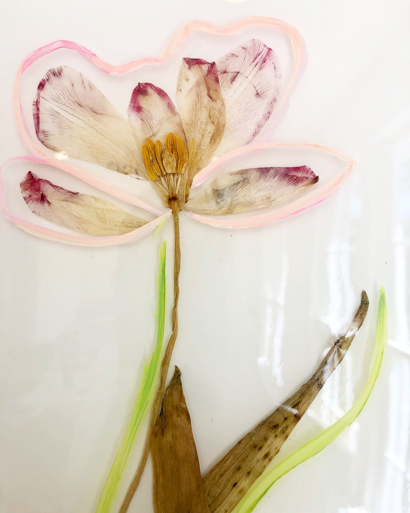 Pink Tulip Study I